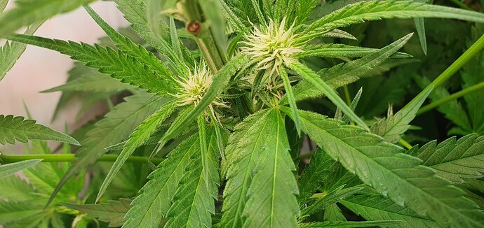 Growreport Bild 4