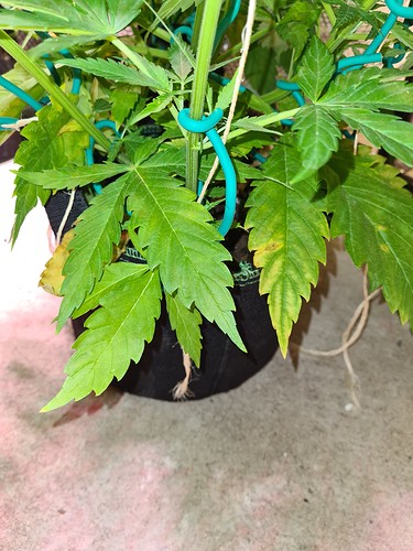 Growreport Bild 15