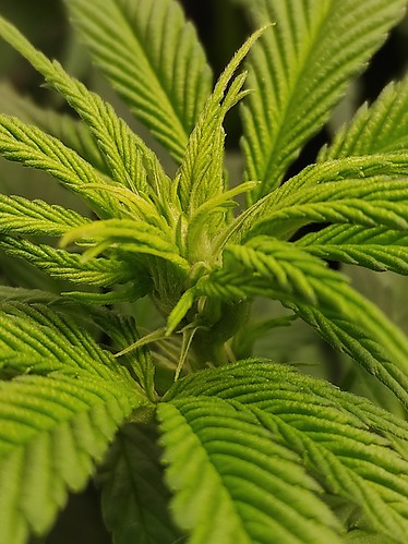 Growreport Bild 10