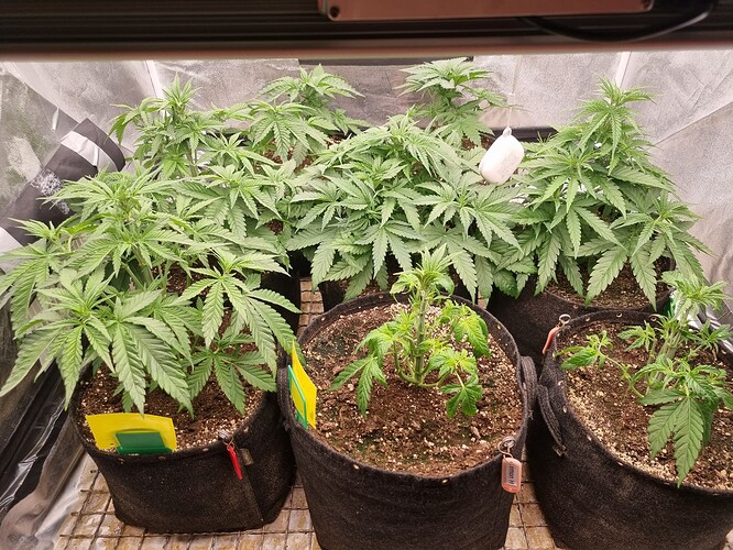 Growreport Bild 34