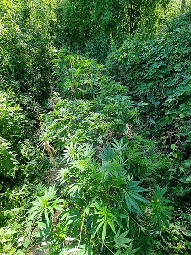 Growreport Bild 11