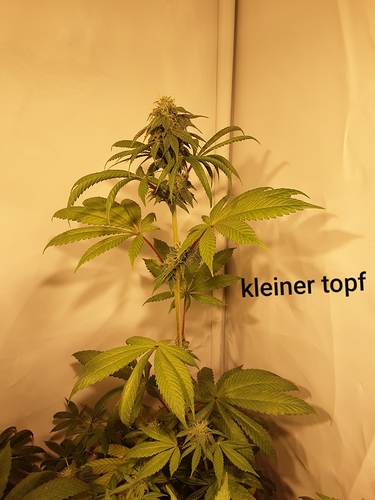 Growreport Bild 1