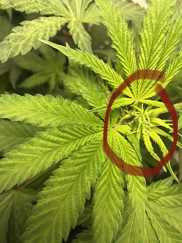 Growreport Bild 1