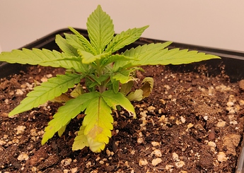 Growreport Bild 11