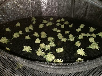Growreport Bild 48