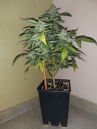 Growreport Bild 4