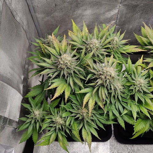 Growreport Bild 4