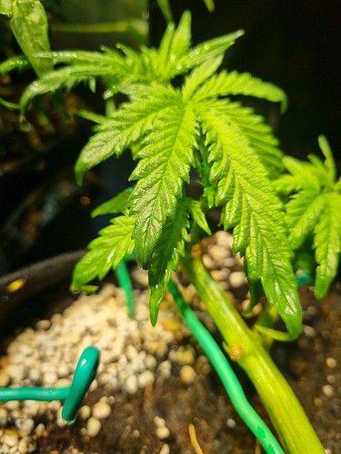 Growreport Bild 12