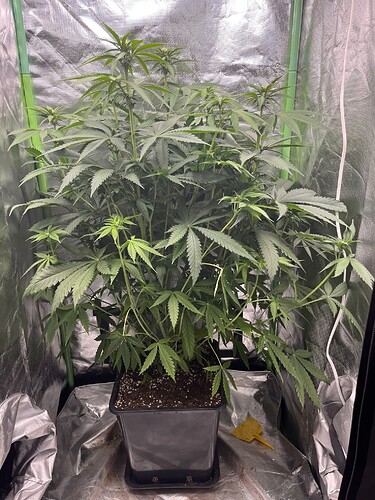 Growreport Bild 2