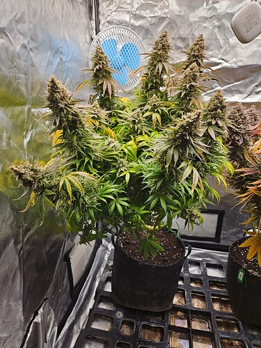 Growreport Bild 39