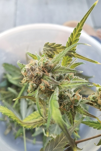 Growreport Bild 9