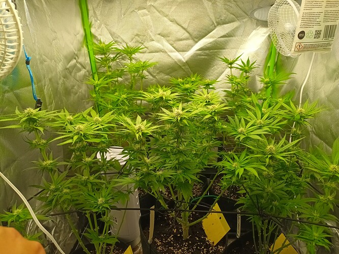 Growreport Bild 7