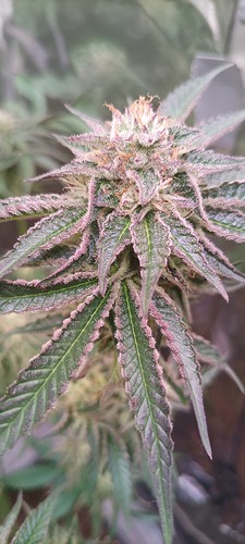 Growreport Bild 8