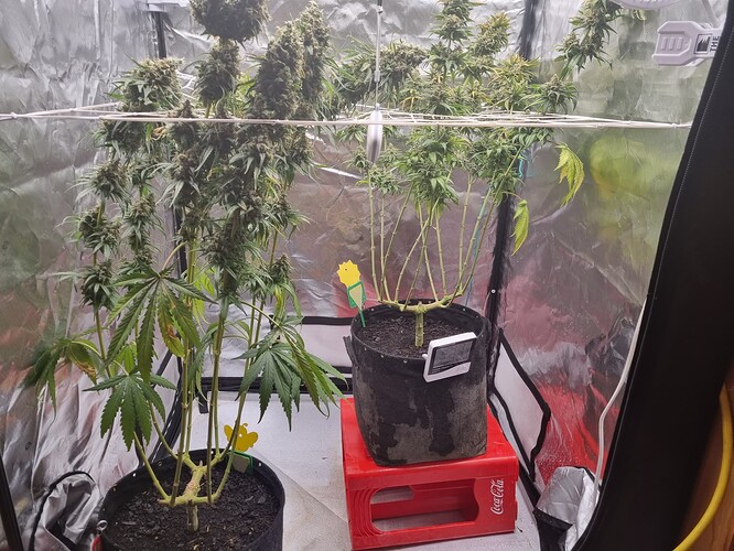 Growreport Bild 45