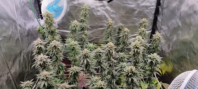 Growreport Bild 34