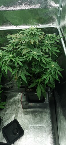 Growreport Bild 28