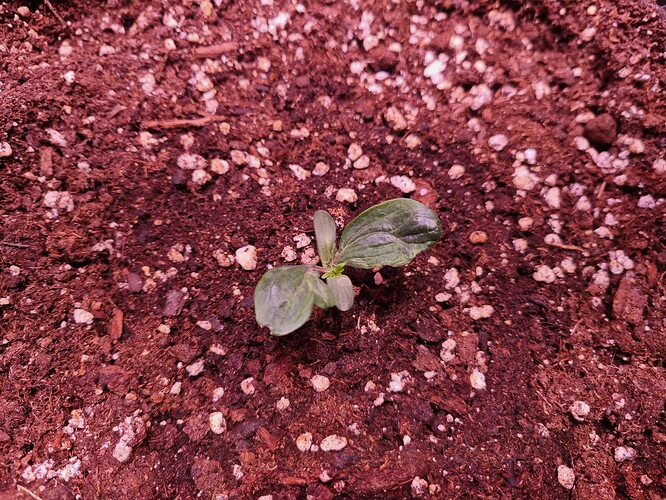 Growreport Bild 34