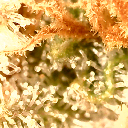 Growreport Bild 9