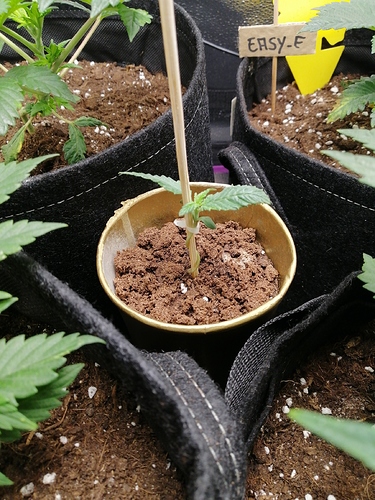 1604149618352421069752816252665