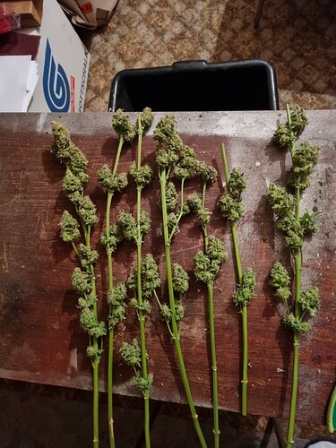 Growreport Bild 1