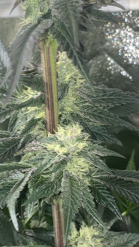 Growreport Bild 16