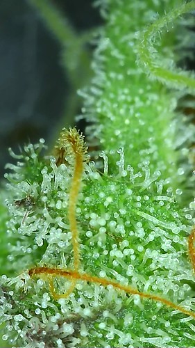Growreport Bild 102