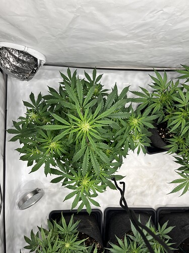 Growreport Bild 1