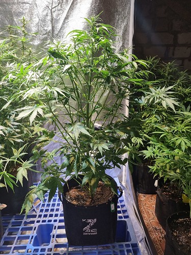 Growreport Bild 7