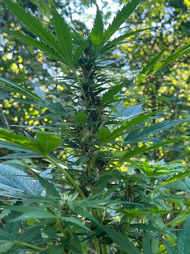 Growreport Bild 4