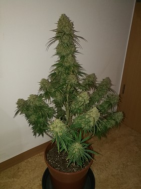 Growreport Bild 29