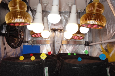 Ein Growzelt mit mehreren LED-Lampen, einem Ventilator und mehreren Stofftöpfen, die mit bunten Markierungen versehen sind.