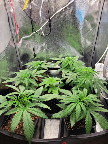 Growreport Bild 2
