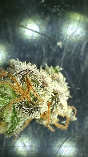 Growreport Bild 45