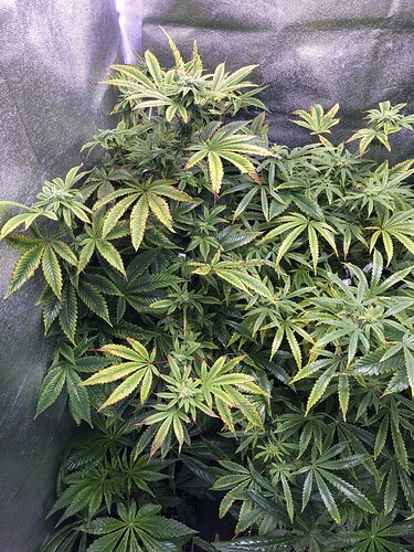 Growreport Bild 3