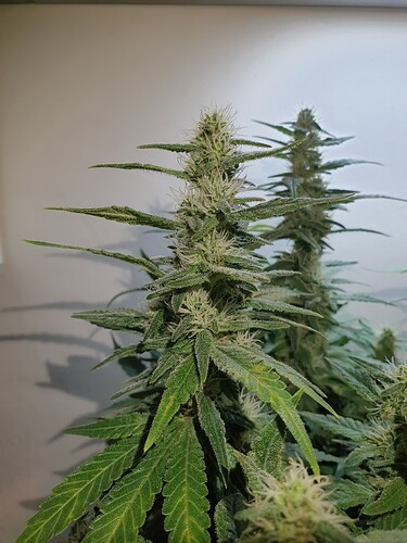 Growreport Bild 6