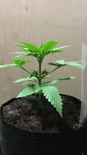Growreport Bild 5