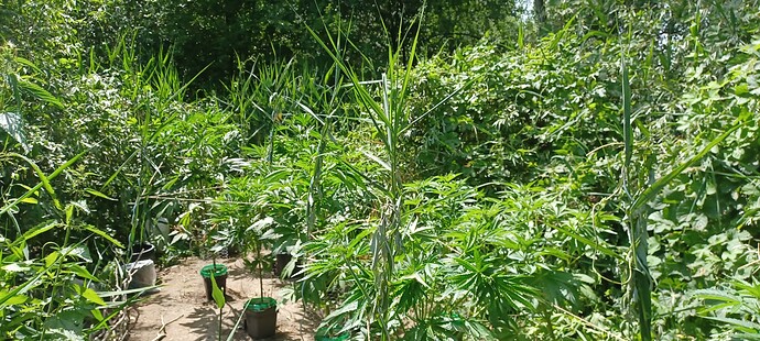 Growreport Bild 1