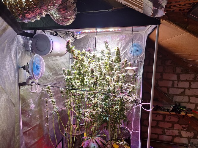 Growreport Bild 1