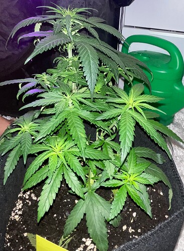 Growreport Bild 28