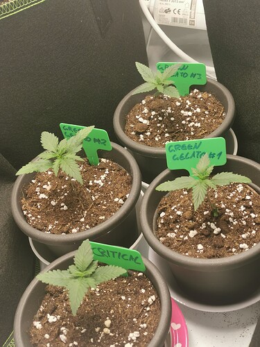 Growreport Bild 13