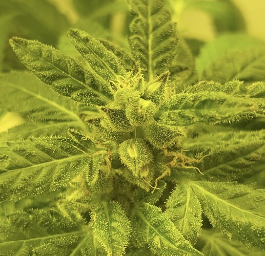 Growreport Bild 7