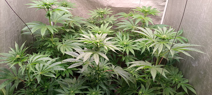 Growreport Bild 1