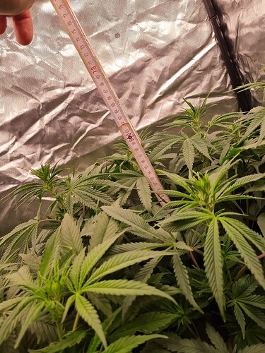 Growreport Bild 18