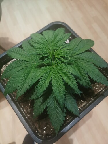 Growreport Bild 2