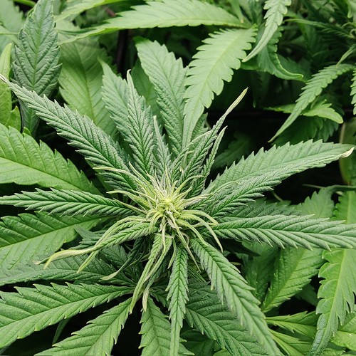 Growreport Bild 9
