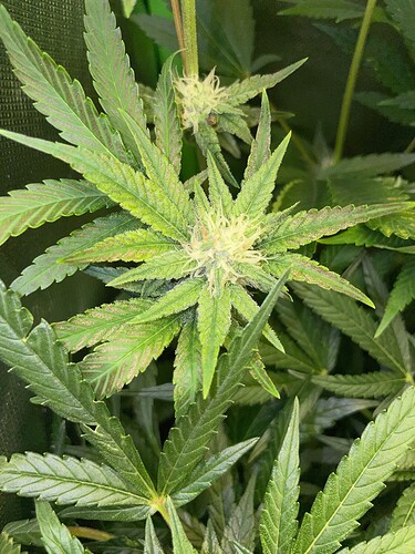 Growreport Bild 48