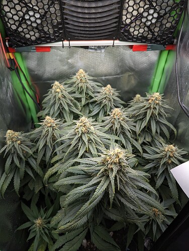Growreport Bild 2