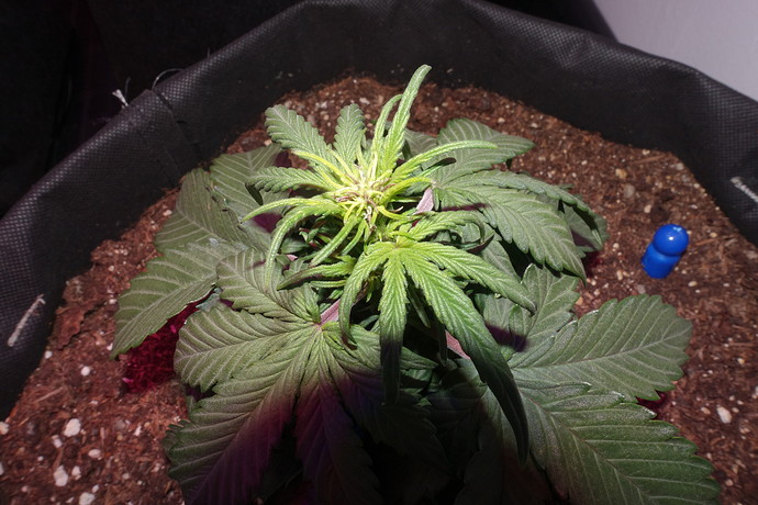 Growreport Bild 6