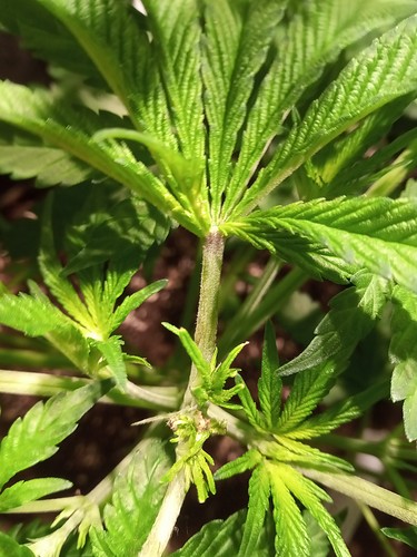 Growreport Bild 44