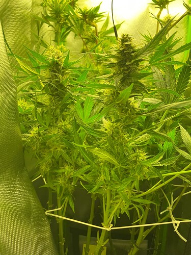 Growreport Bild 8